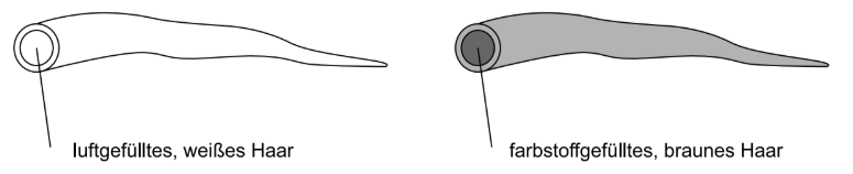 Schematische Darstellung von weißem luftgefülltem und braunem farbstoffgefülltem Haar.